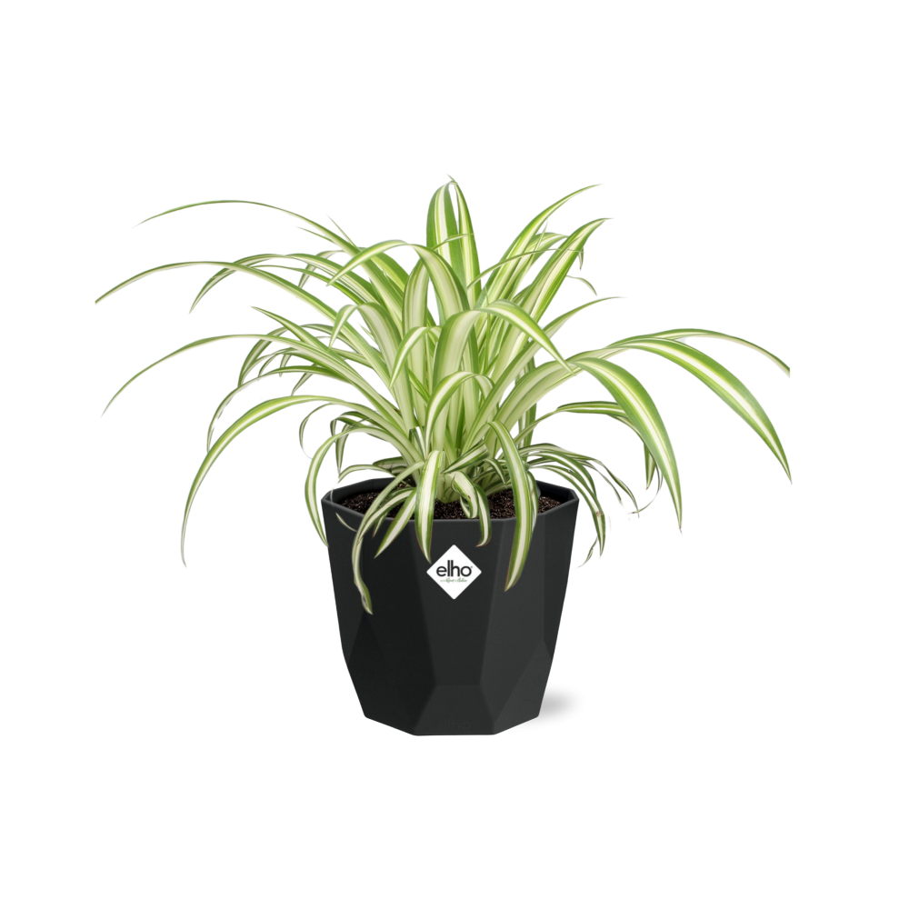 Chlorophytum Comosum Variegatum – Pflegeleichte Grünlilie im 14cm Topf