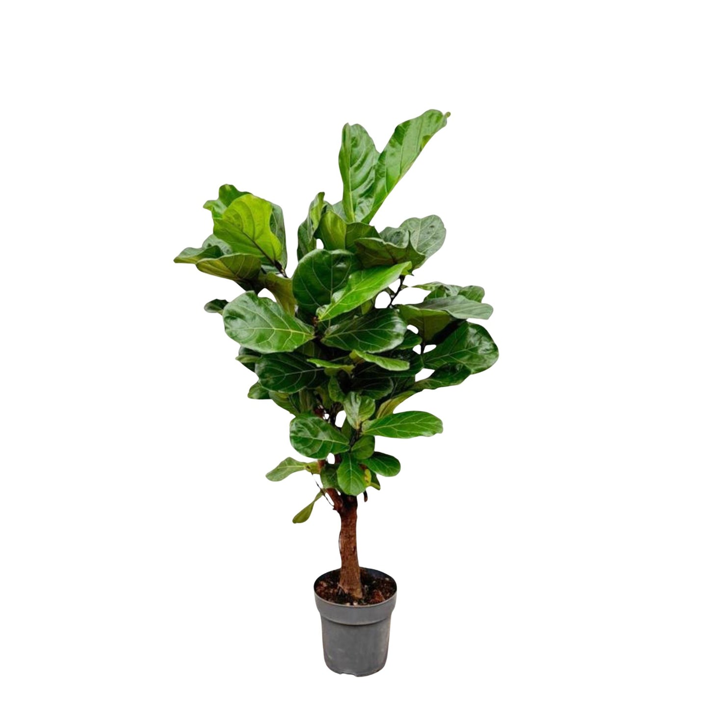 Ficus Lyrata vertakt – Geigenfeige 140-160 cm