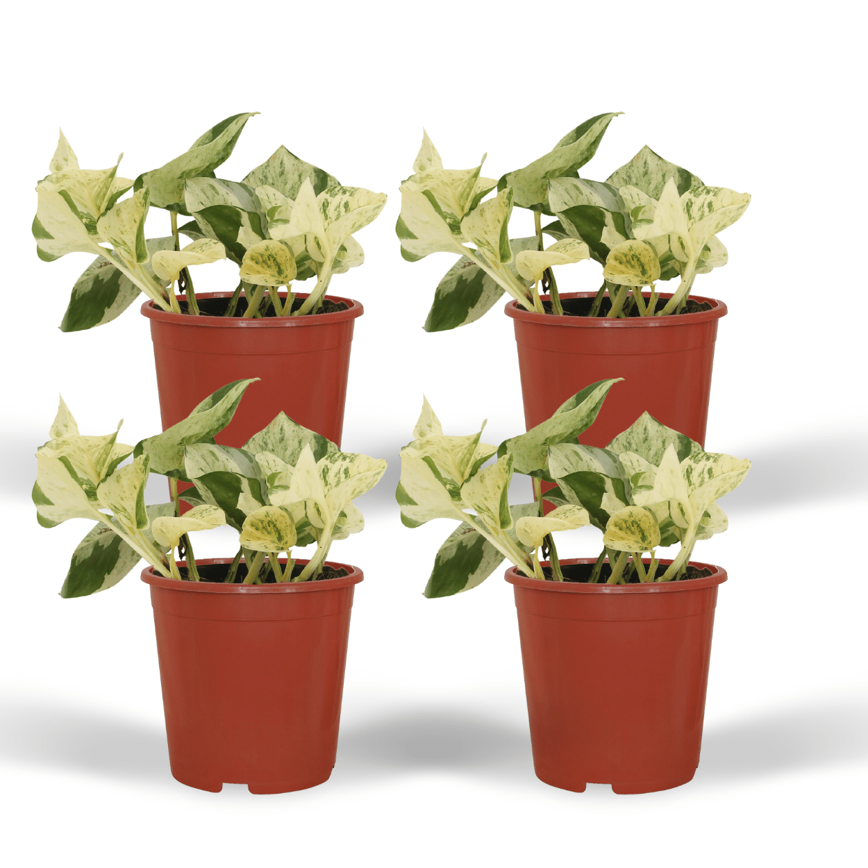 4x Epipremnum Happy Leaf – pflegeleichte Hängepflanze 15cm