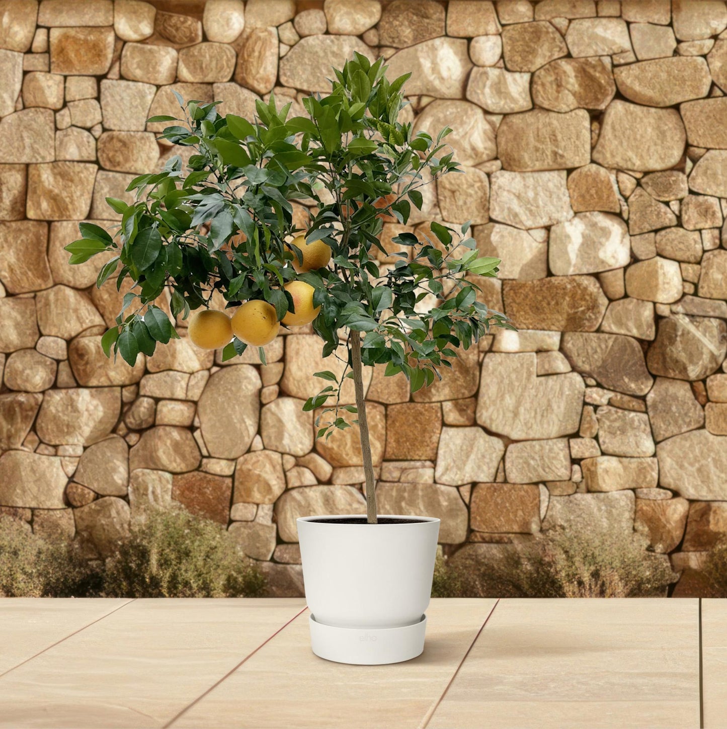 Citrus Pompelmo - 150 cm - Pflegeleichter Zitrusbaum