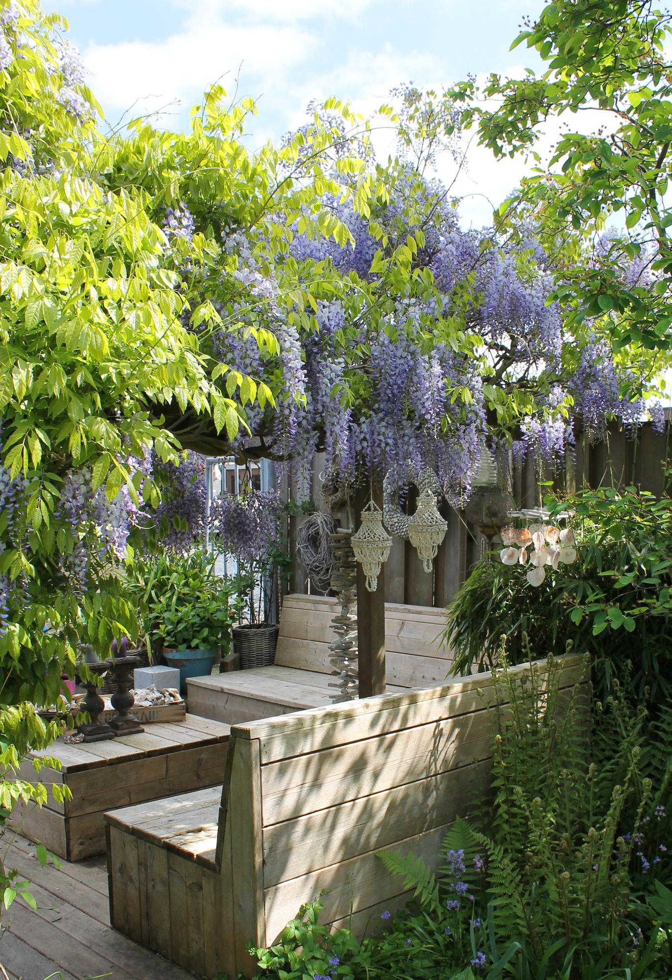 2x Wisteria sinensis 'Caroline' – Blühende Kletterpflanze Ø15cm
