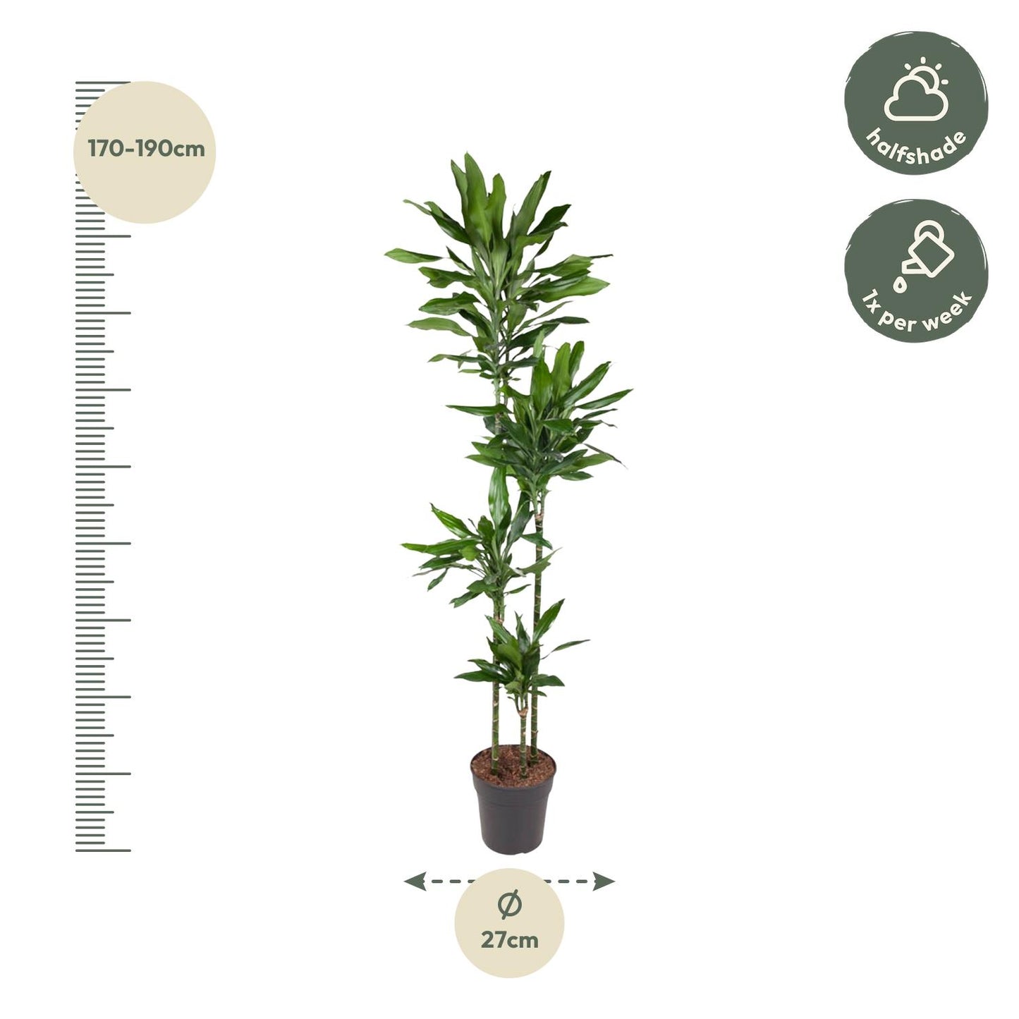 Dracaena Janet Lind – 180 cm – pflegeleichte XXL-Palme