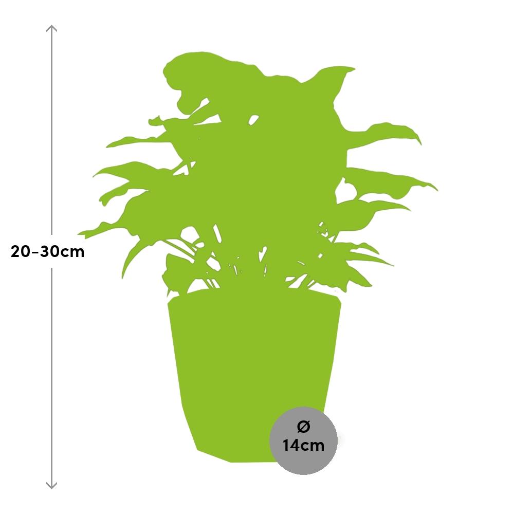 Syngonium Arrow – Pflegeleichte Pfeilblattpflanze im ELHO b.for rock 14 cm Topf