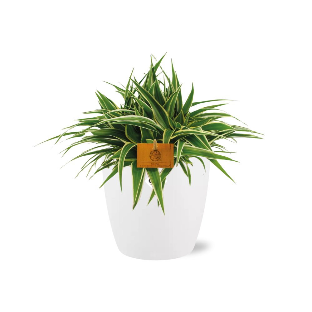 Chlorophytum Ocean 15cm in ELHO brussels 16cm weiß