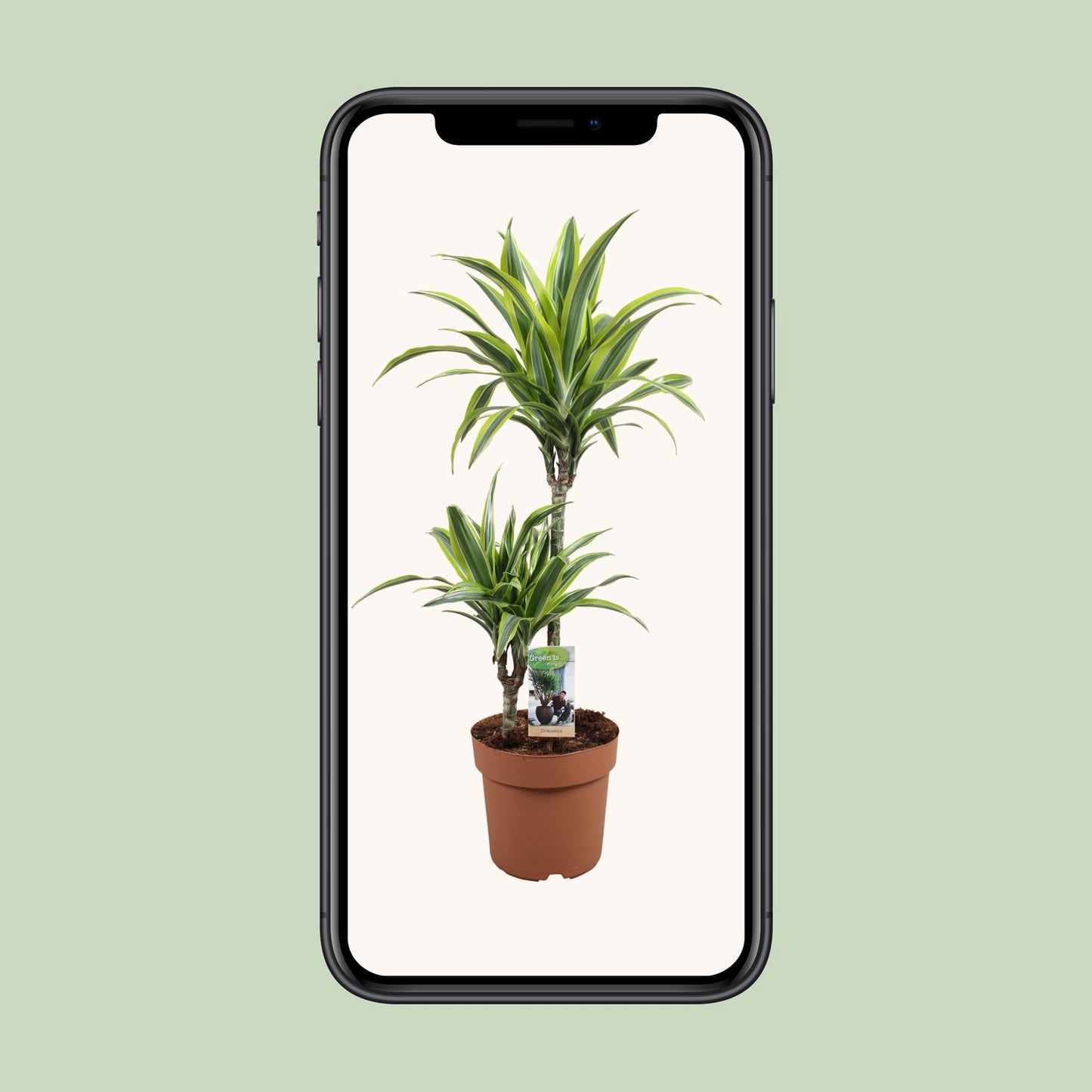 Dracaena Lemon Lime – Pflegeleichter Drachenbaum Ø21cm, 90cm hoch