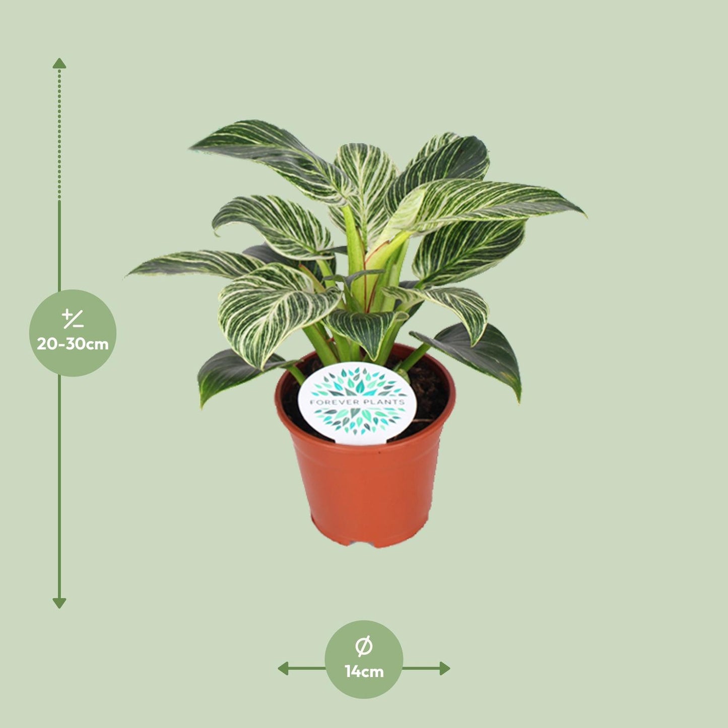 Philodendron Birkin – Elegante, pflegeleichte Zimmerpflanze Ø14cm