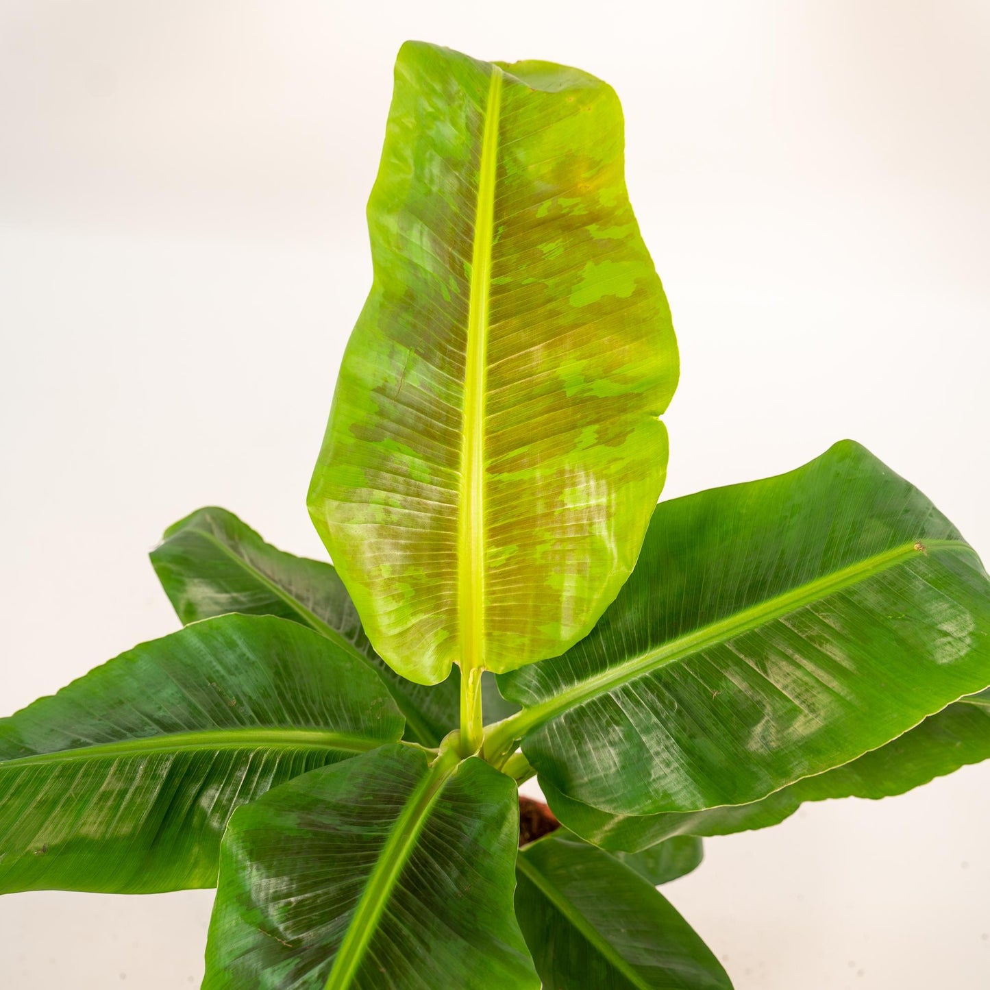 Musa Dwarf Cavendish – Tropische Bananenpflanze Ø21cm