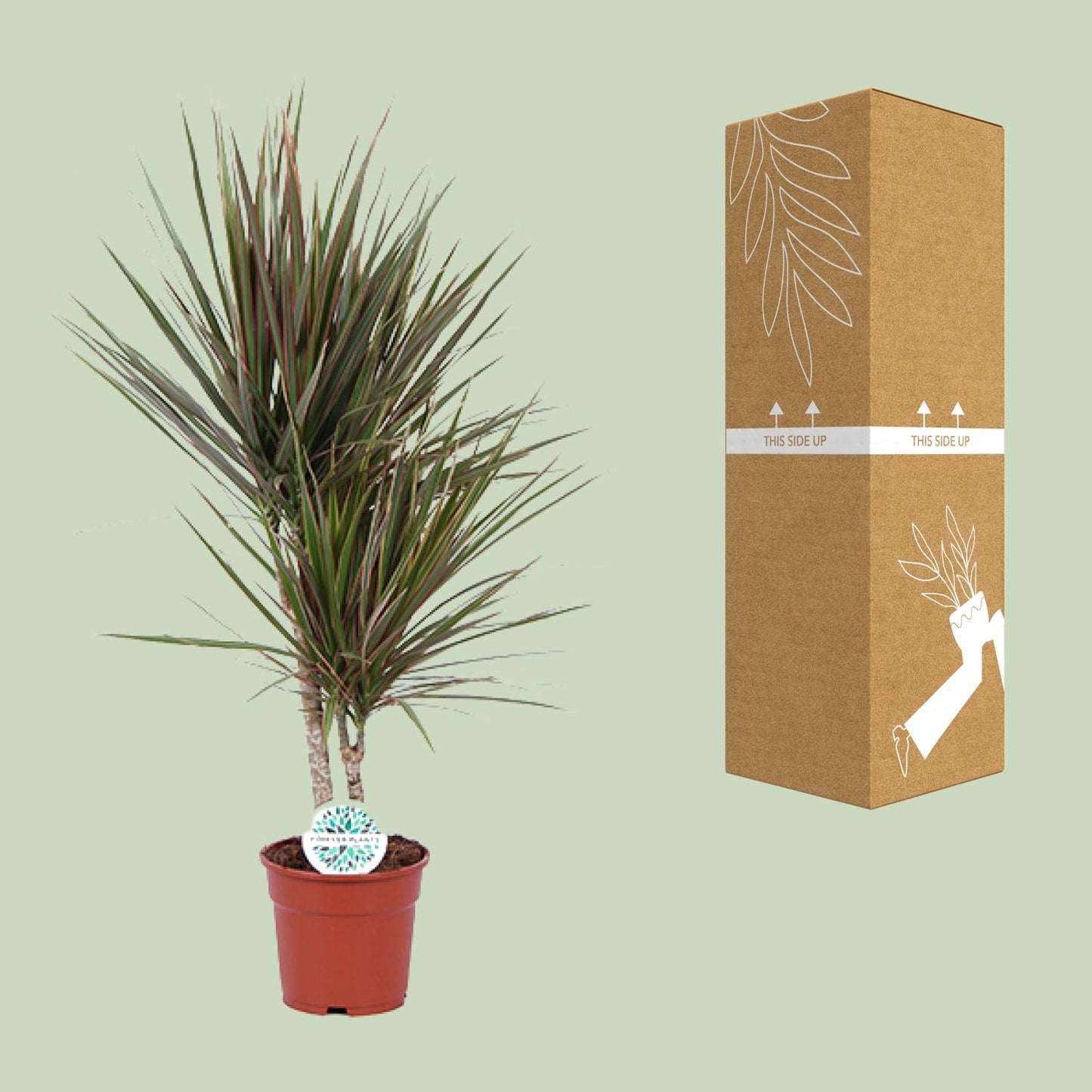 Dracaena Bicolor – Stilvoller Drachenbaum Ø17cm, 75cm hoch