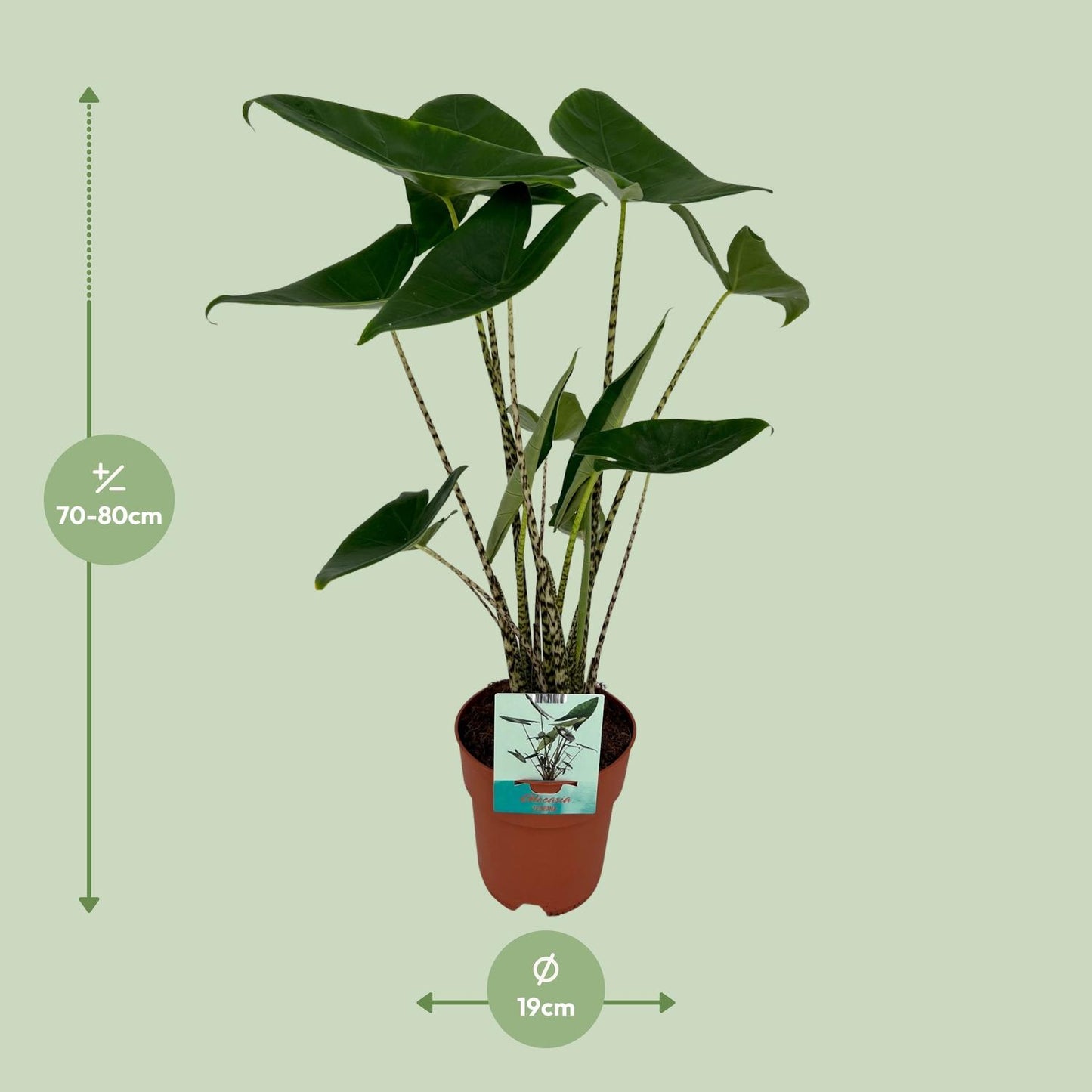 Alocasia Zebrina – Elefantenohr – Ø19cm – 75cm Höhe