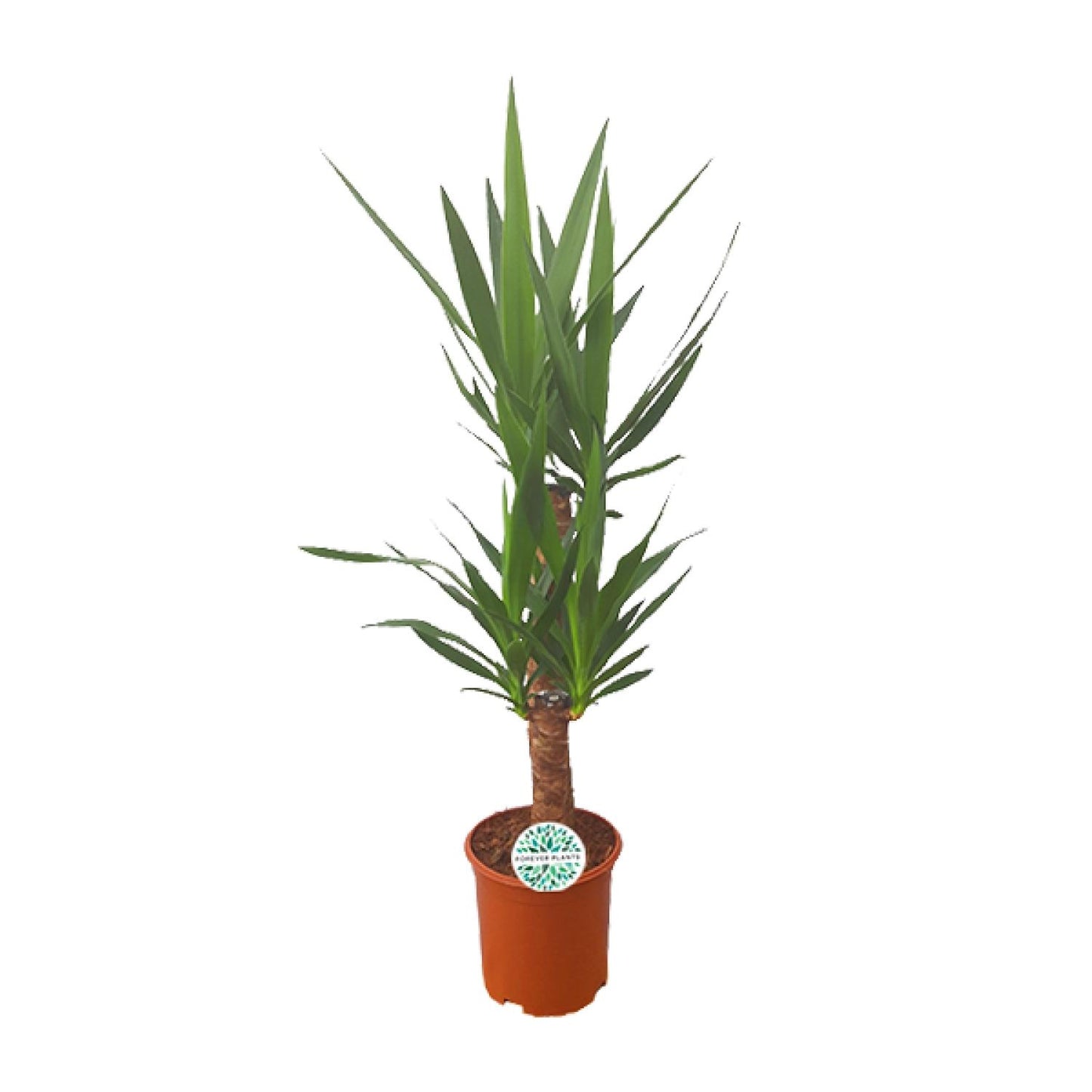 Yucca – Pflegeleichte XXL-Palme Ø21cm, 90cm hoch