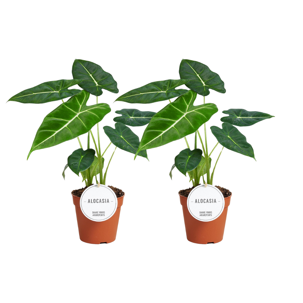 Alocasia Frydek – 2er-Set, Ø12 cm, ca. 35 cm hoch