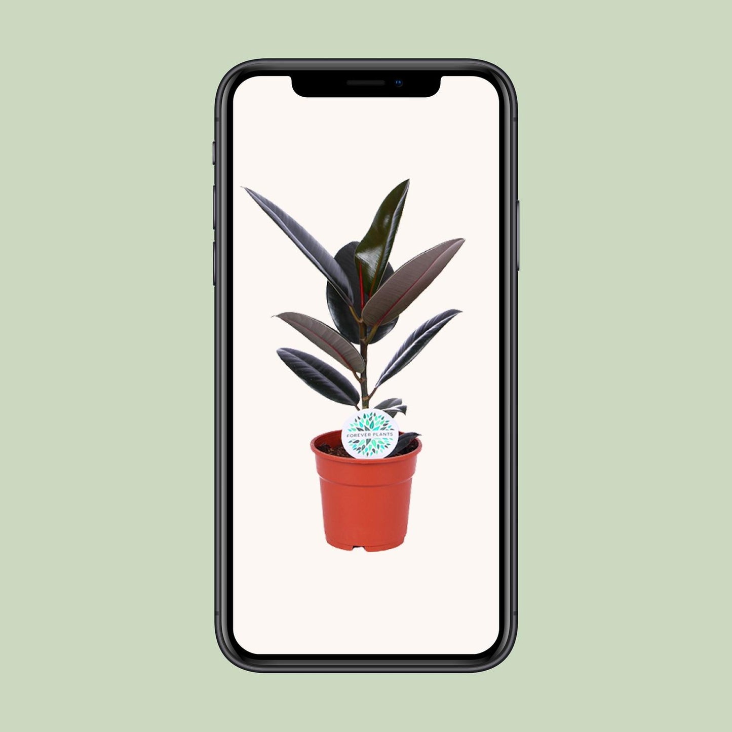 Ficus Elastica Abidjan – Pflegeleichter Gummibaum Ø17cm
