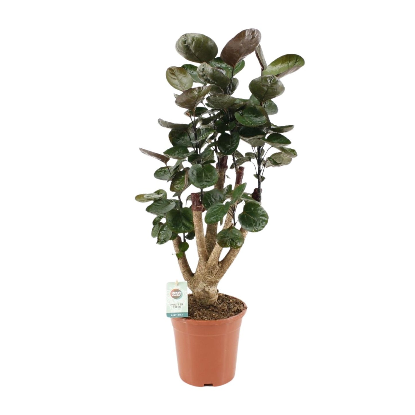 Polyscias Fabian – Pflegeleichte Zimmerpflanze Ø17cm, 65cm hoch