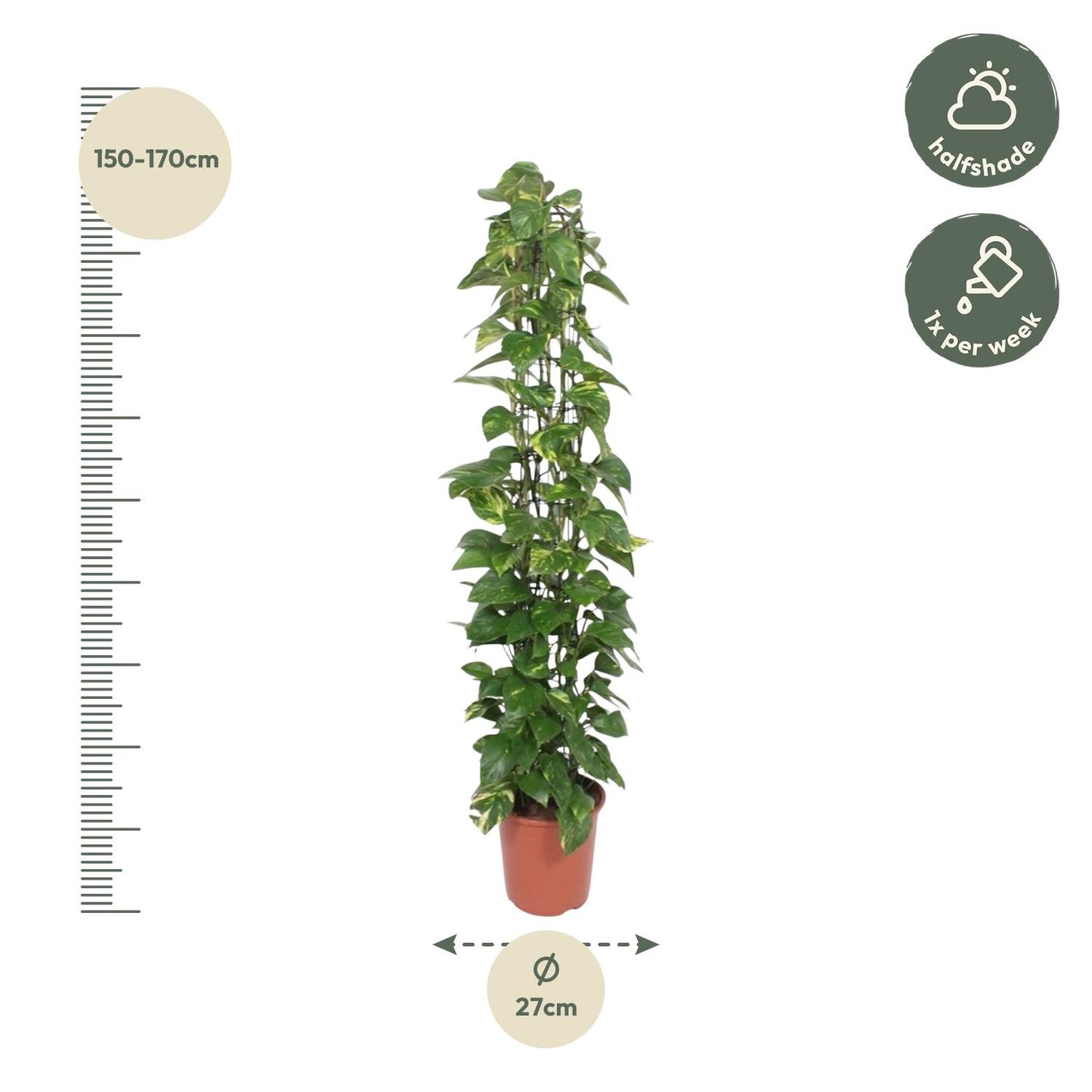 Epipremnum Aureum am Gitter – 160 cm, Ø 27 cm
