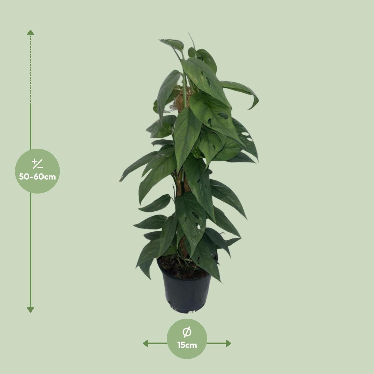 Epipremnum ‚Cebu Blue‘ Moosstock – Ø15cm, ca. 60cm hoch