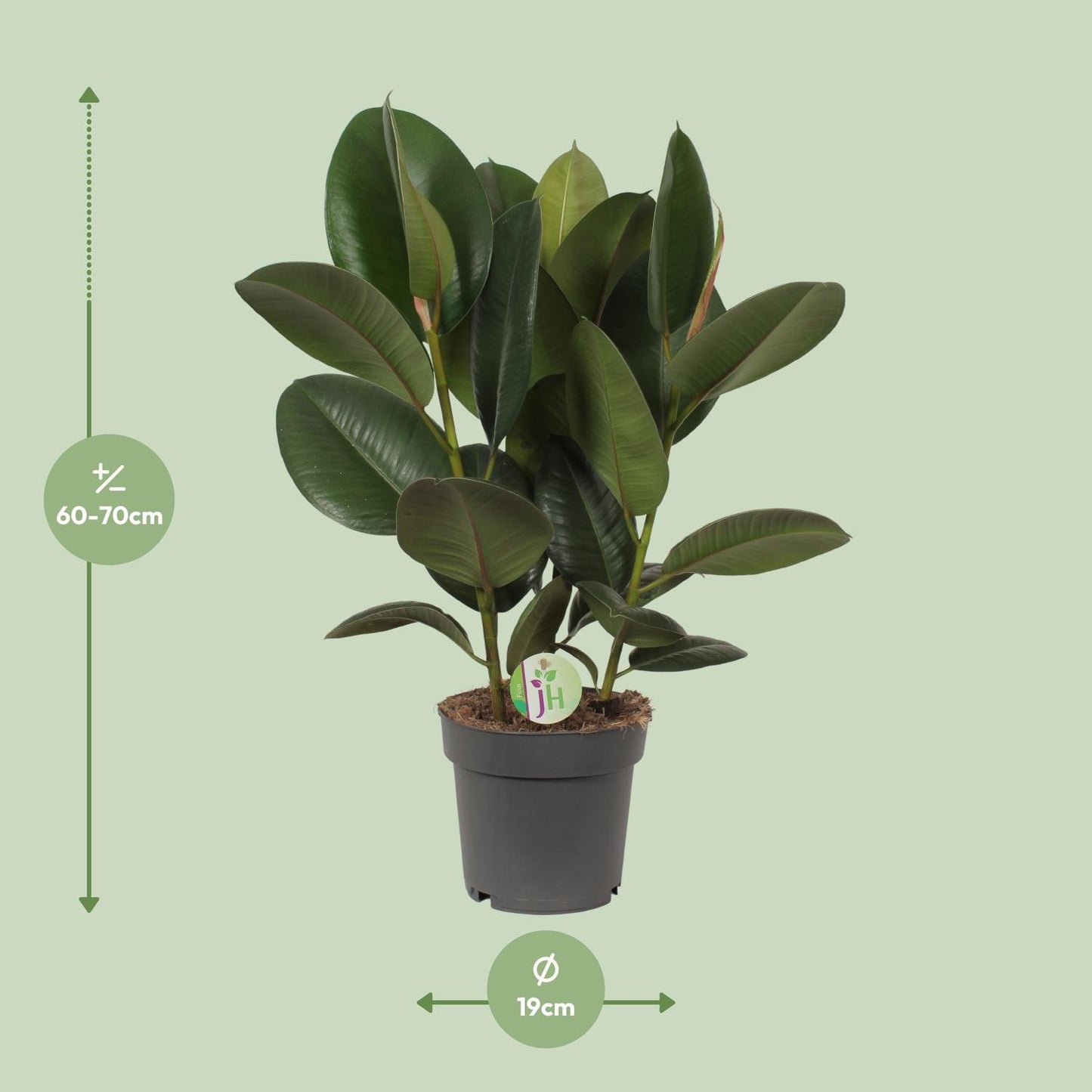Ficus Robusta Ø19cm – Robuste & pflegeleichte Zimmerpflanze
