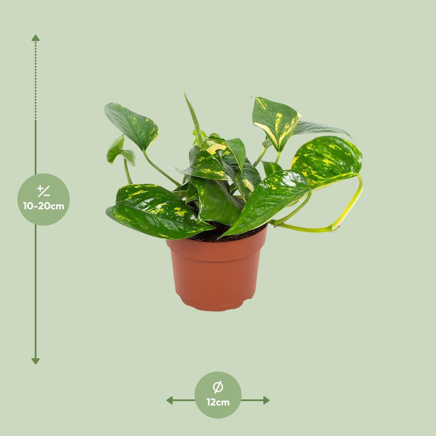 Goldener Efeutute (Epipremnum) 12cm - Pflegeleicht & Luftreinigend