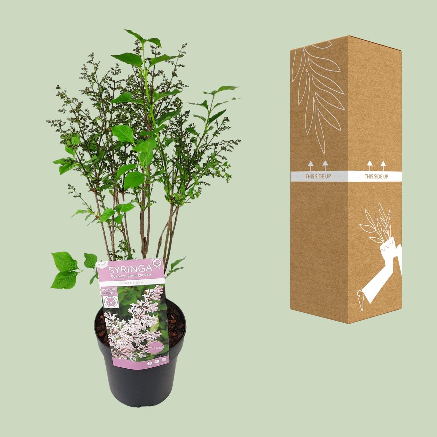 Gewöhnlicher Flieder 'Violet Uprising' Ø19cm - ca. 50cm