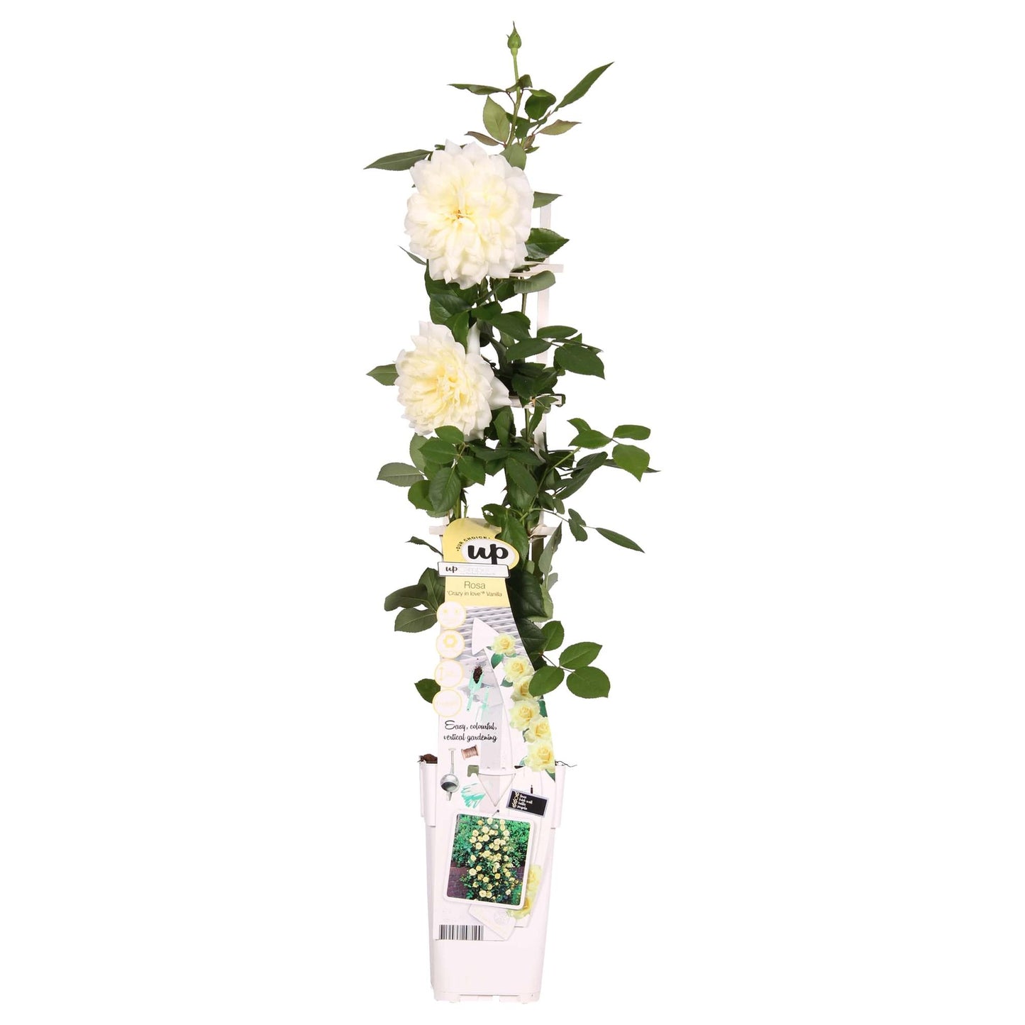 Rosa Crazy in Love 'Vanilla' – Cremeweiße Kletterrose Ø15cm