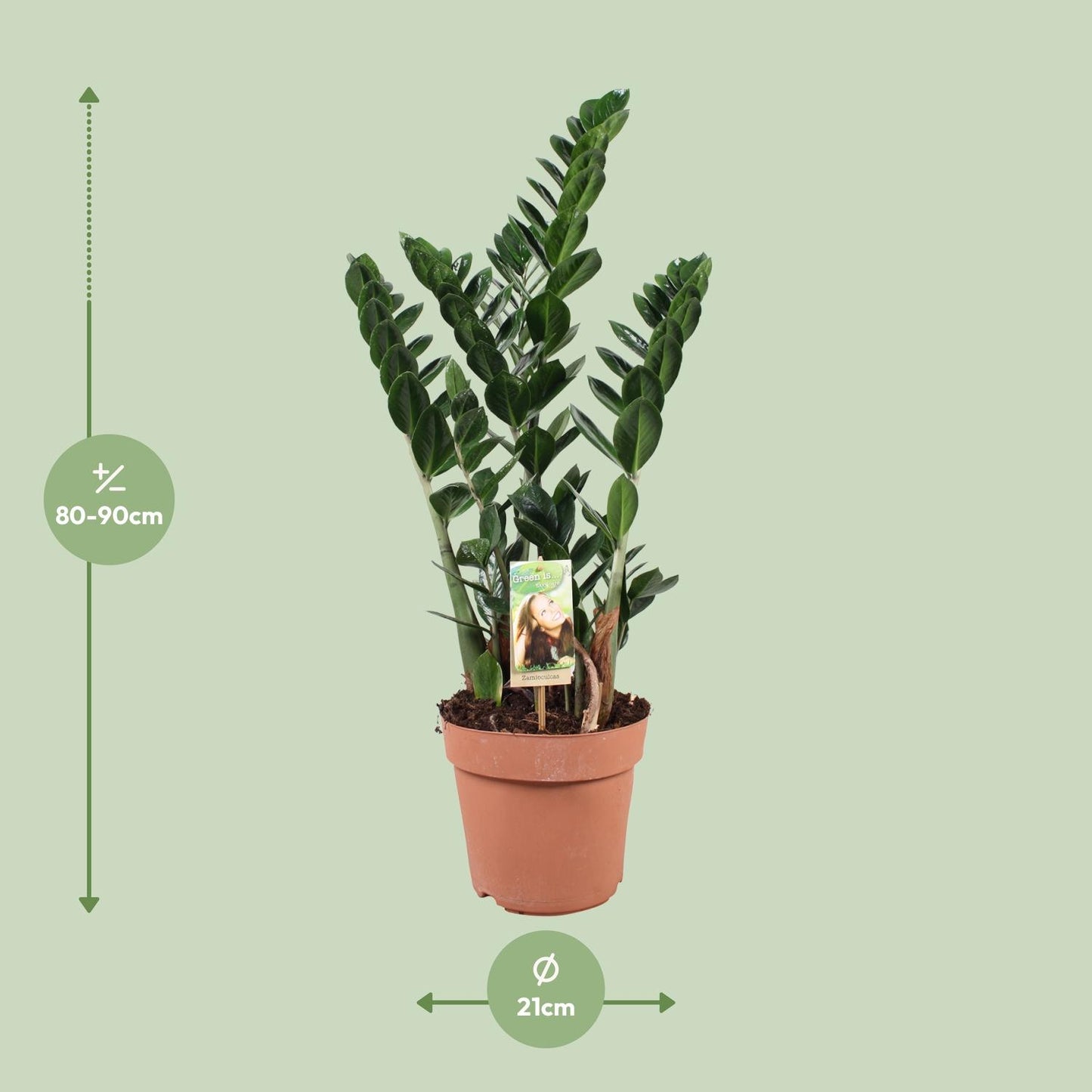Zamioculcas - Pflegeleichte XXL-Zimmerpflanze Ø21cm