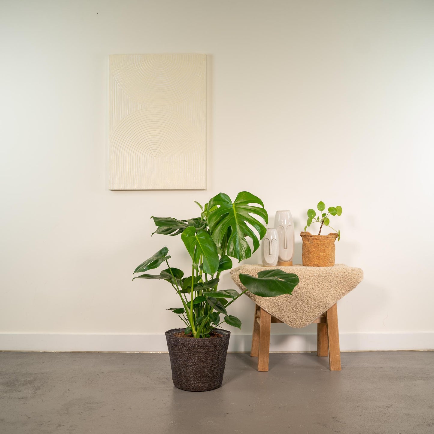 Monstera Deliciosa im stilvollen Korb Ø21cm, 80cm hoch