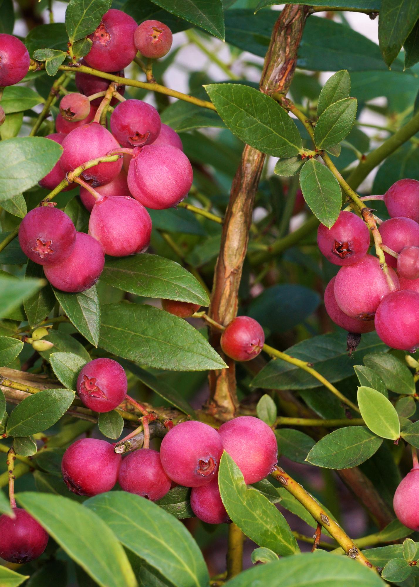6er-Set Vaccinium corymbosum – pflegeleichte Heidelbeeren