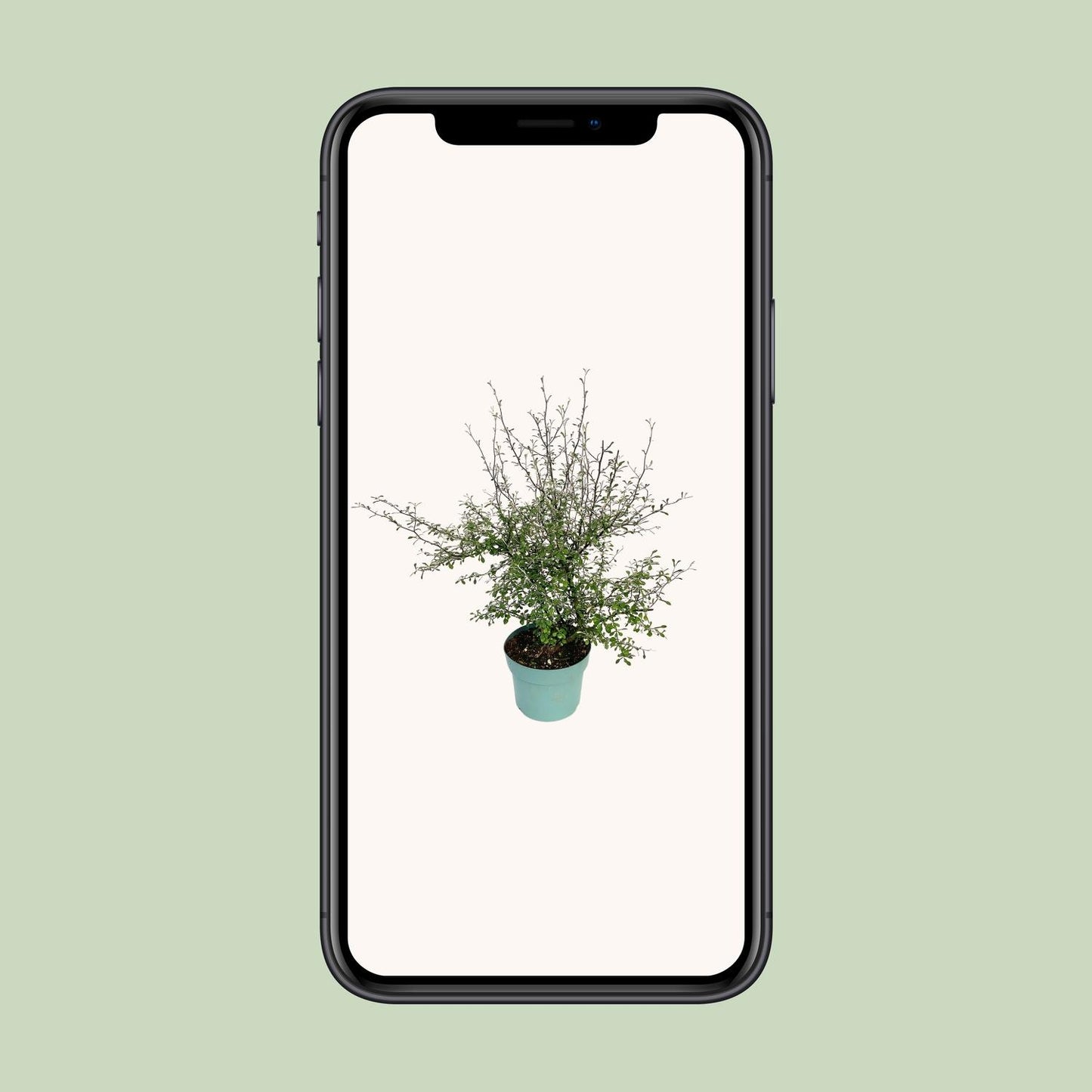 Zigzag-Pflanze Corokia – Ø17cm Topf, 60cm hoch