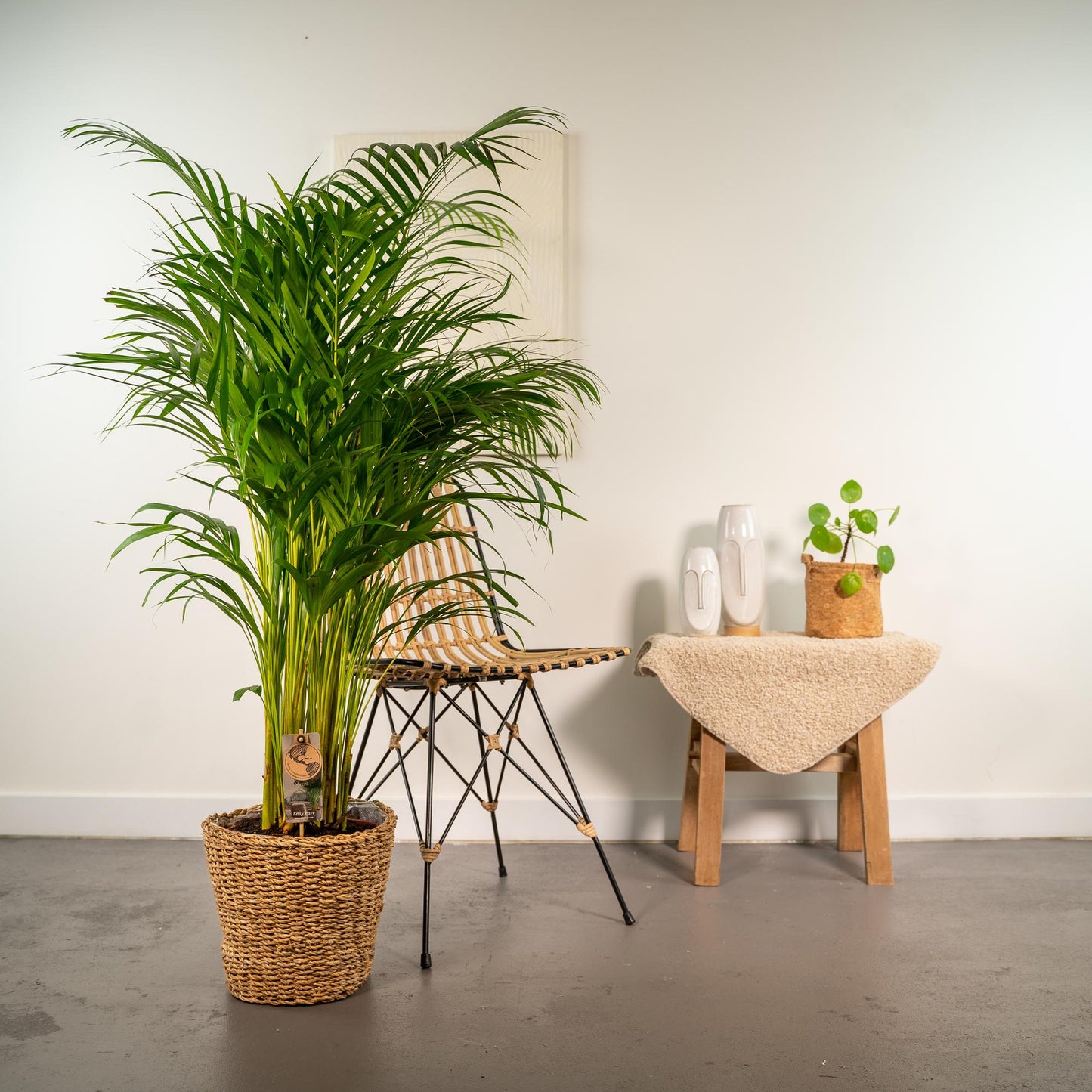 Areca-Palme mit Korb – 130 cm Höhe, Ø 24 cm Topf