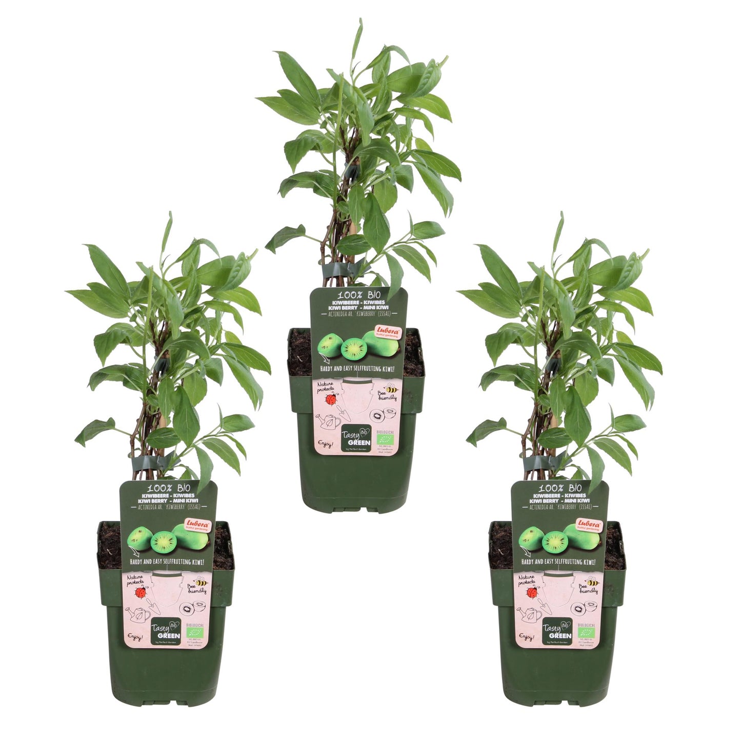 3x Actinidia arguta 'Issai' – Mini-Kiwi Pflanze Ø13cm