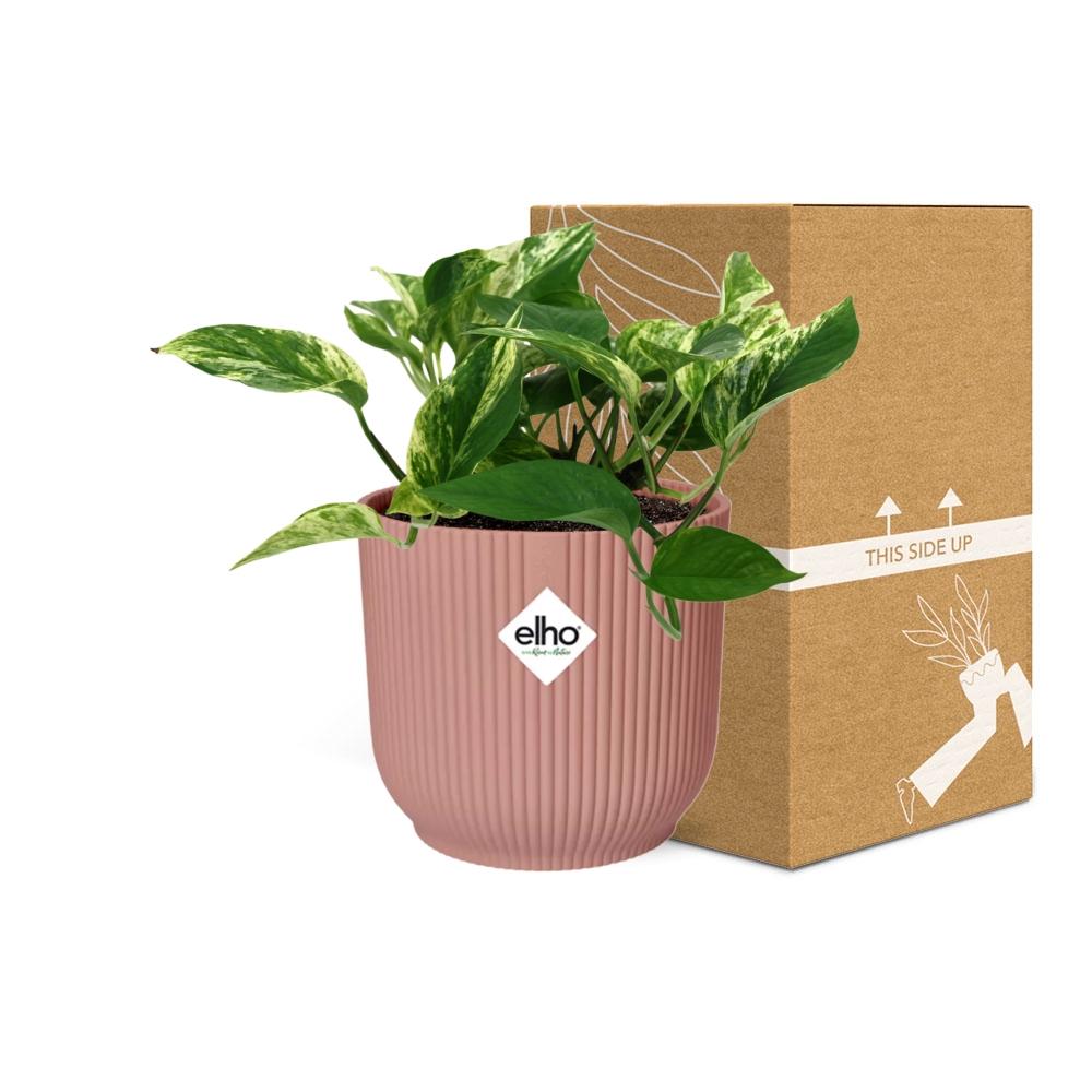 Scindapsus Marble Queen in ELHO Vibes Fold 14cm roze