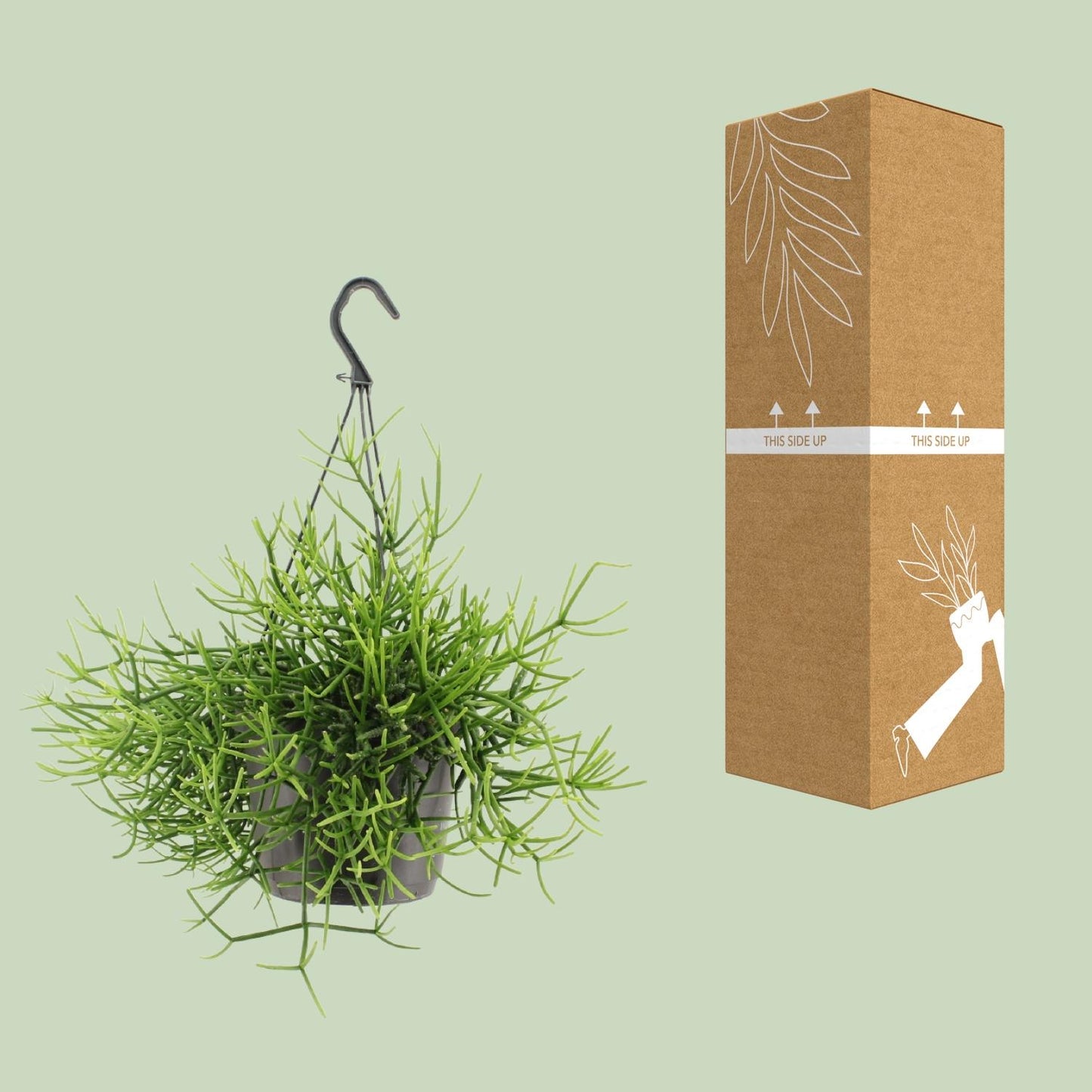 Rhipsalis Heteroclada – pflegeleichte Hängepflanze Ø17cm