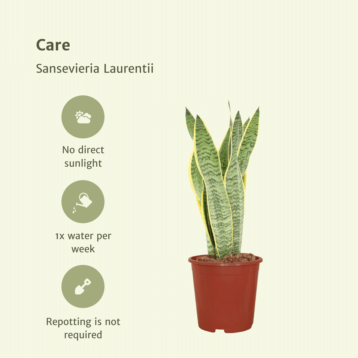 2x Sansevieria Laurentii – Frauenzunge – 40 cm ø14 cm