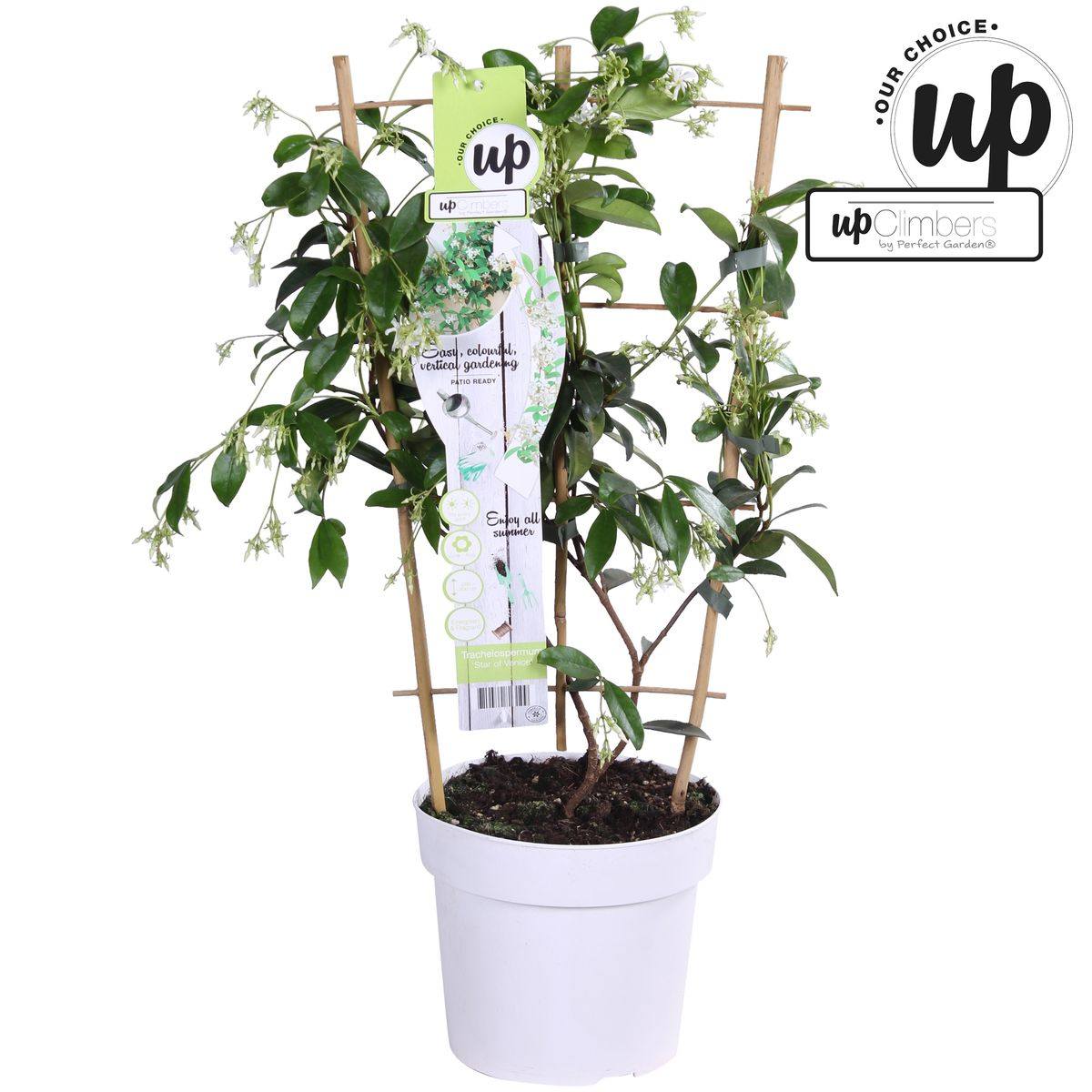 Trachelospermum 'Star of Venice' – Toskanischer Jasmin Weiß Ø15cm