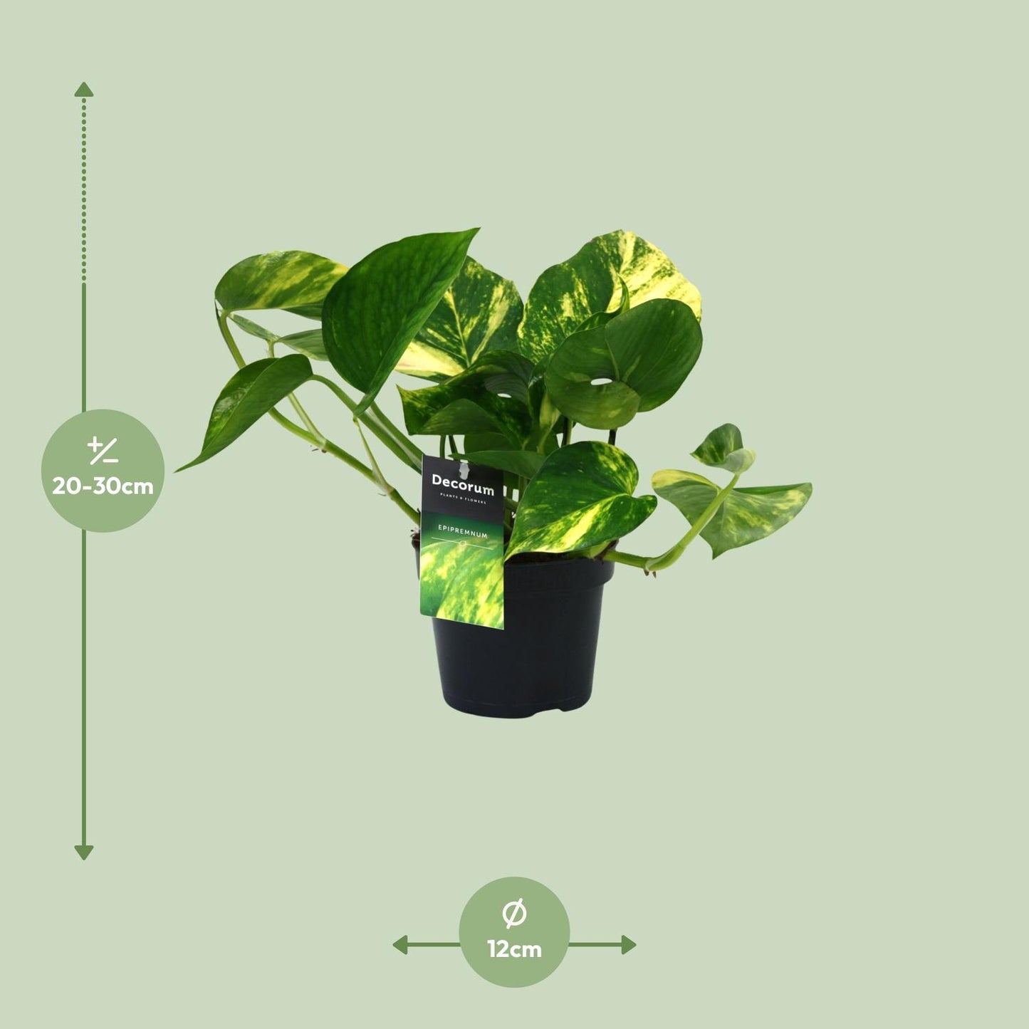 Scindapsus Aureum – Pflegeleichte Zimmerpflanze Ø12cm