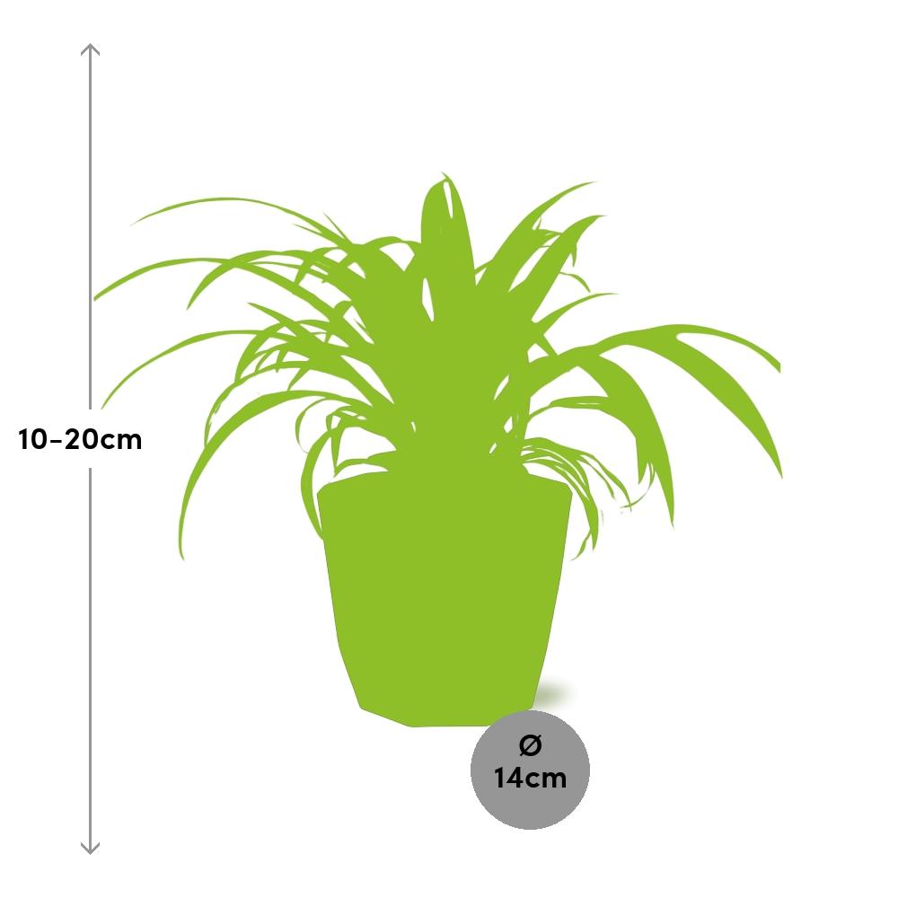 Chlorophytum Comosum Variegatum – Pflegeleichte Grünlilie im 14cm Topf