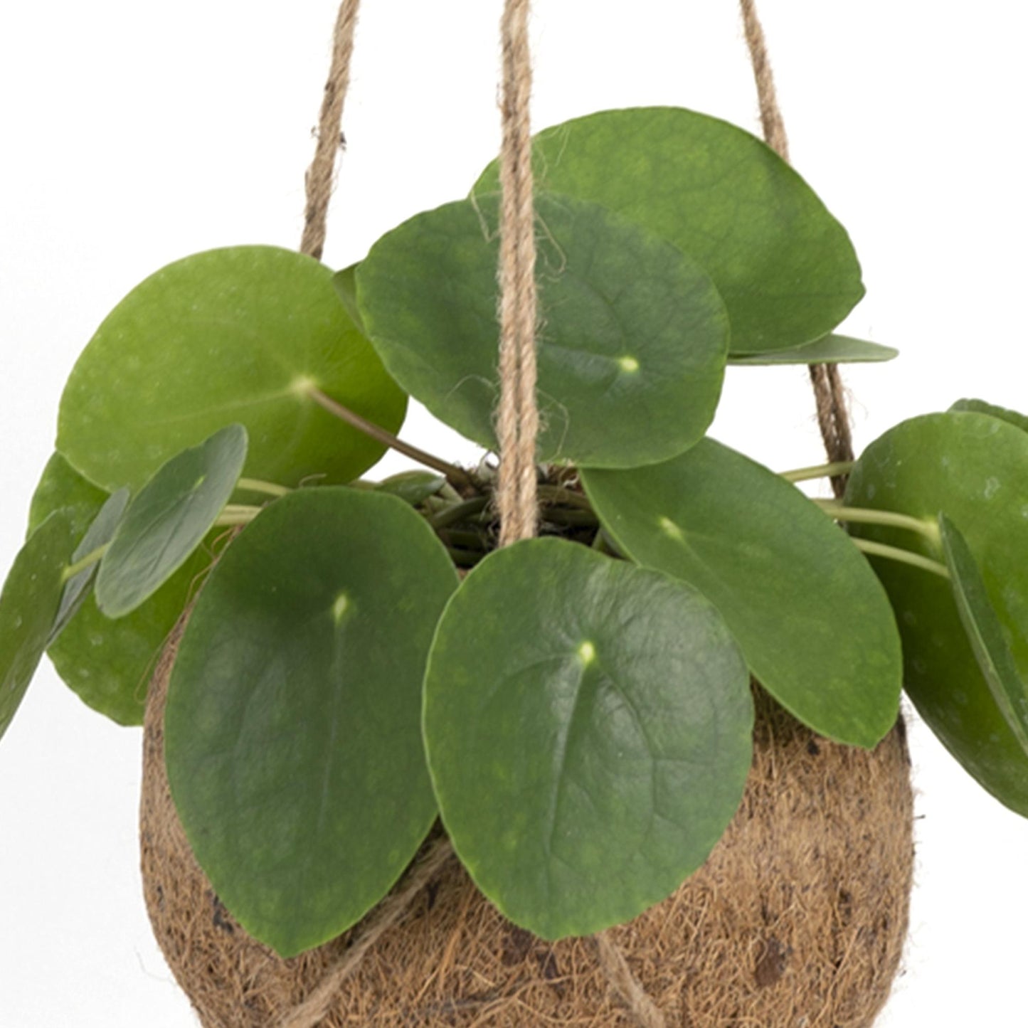 Kokedama Pilea Peperomioides Ø15cm – pflegeleicht & stylisch
