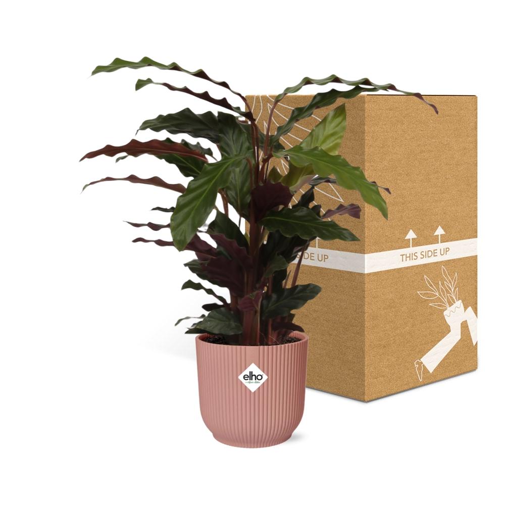 Calathea Rufibarba ‘Tropistar’ in ELHO Vibes Fold 14cm rosa