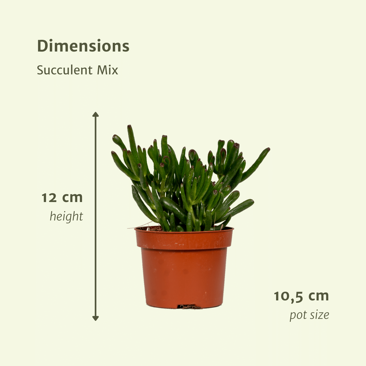 Sukkulenten Mix – 12 pflegeleichte Pflanzen Ø10,5 cm