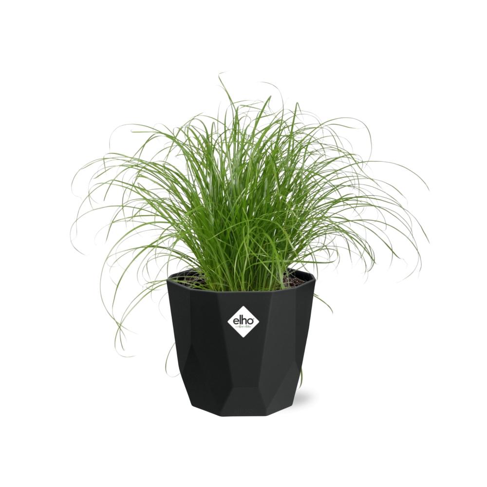 Cyperus Alternifolius Zumula – Pflegeleichtes Schirmgras im schwarzen Topf