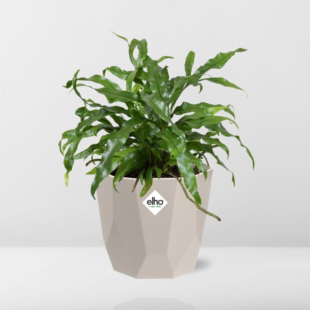 Microsorum Diversifolium – Känguru-Farn in ELHO b.for rock 14 cm warm grey