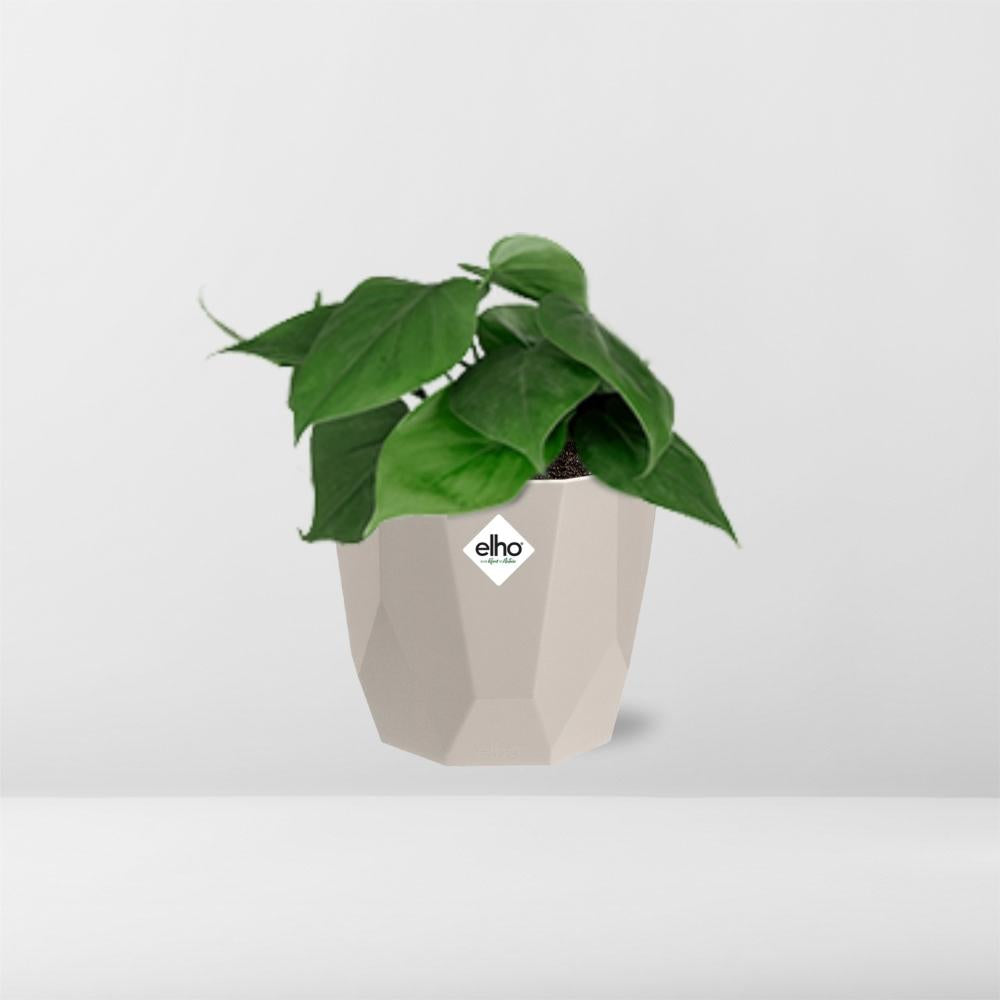 Philodendron Scandens im ELHO b.for rock 14 cm Topf warm grey