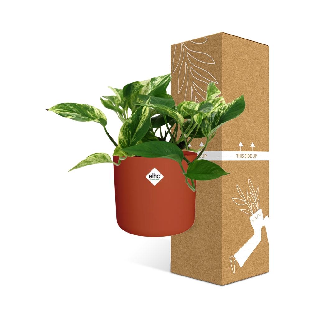 Scindapsus Marble Queen in ELHO b.for soft Rond 14cm Brique