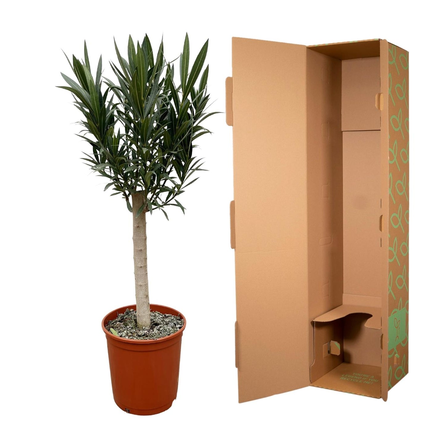 Nerium Oleander Stamm mit rosa Blüte – 110 cm – Ø 22 cm