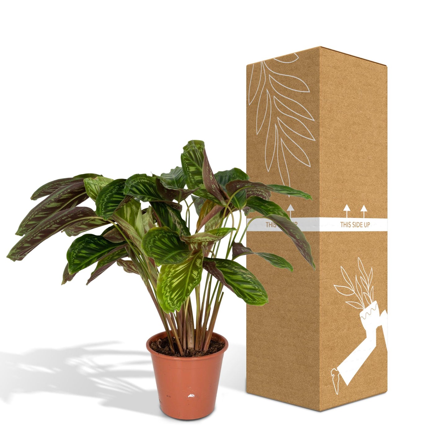 Calathea Flamestar – Pfauenpflanze Ø19cm, ca. 75cm hoch