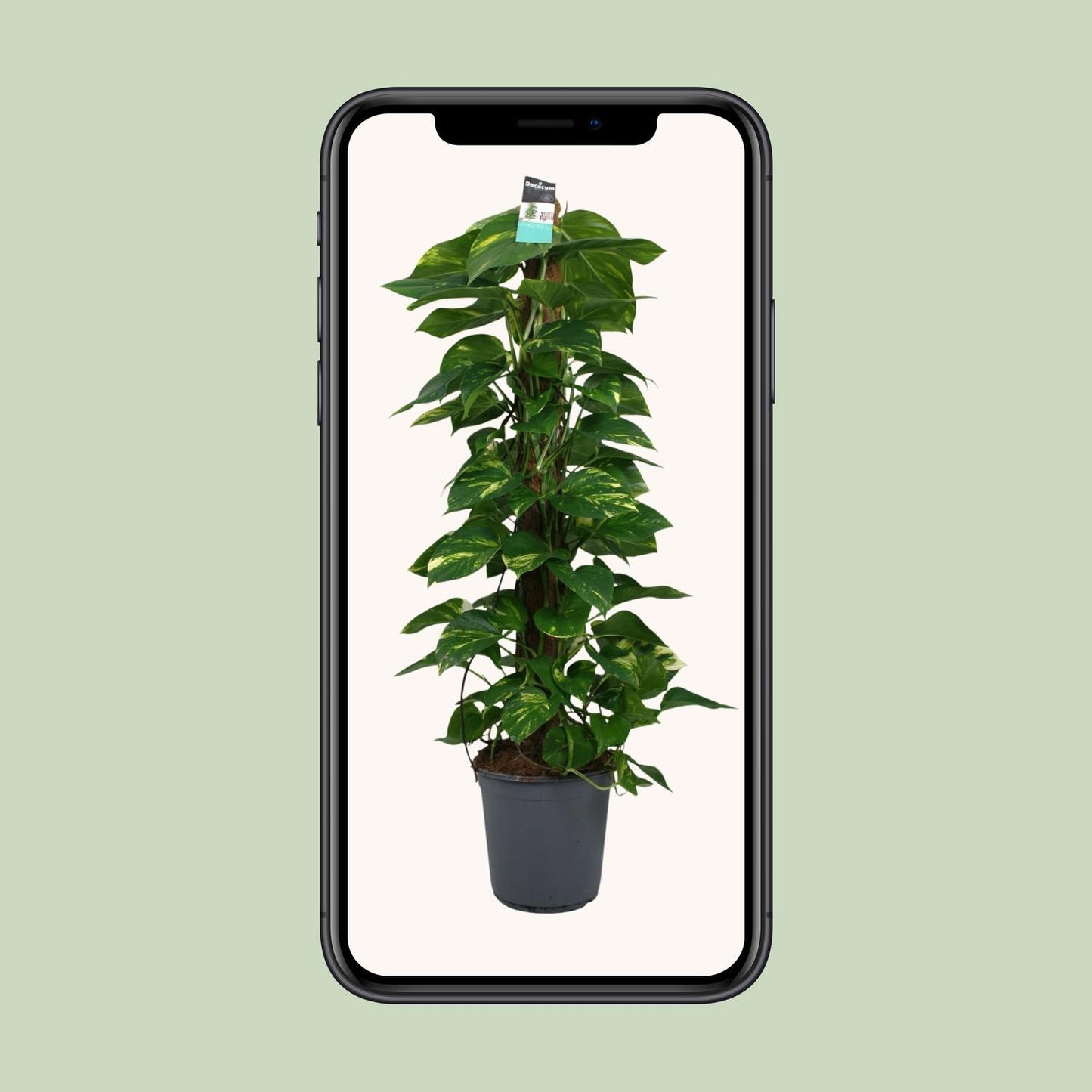 Scindapsus (Epipremnum) – Ø24cm Topf, ca. 120cm Höhe