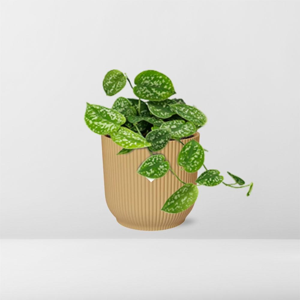 Scindapsus Pictus ‘Argyraeus’ im ELHO Vibes Fold 14cm Topf gelb
