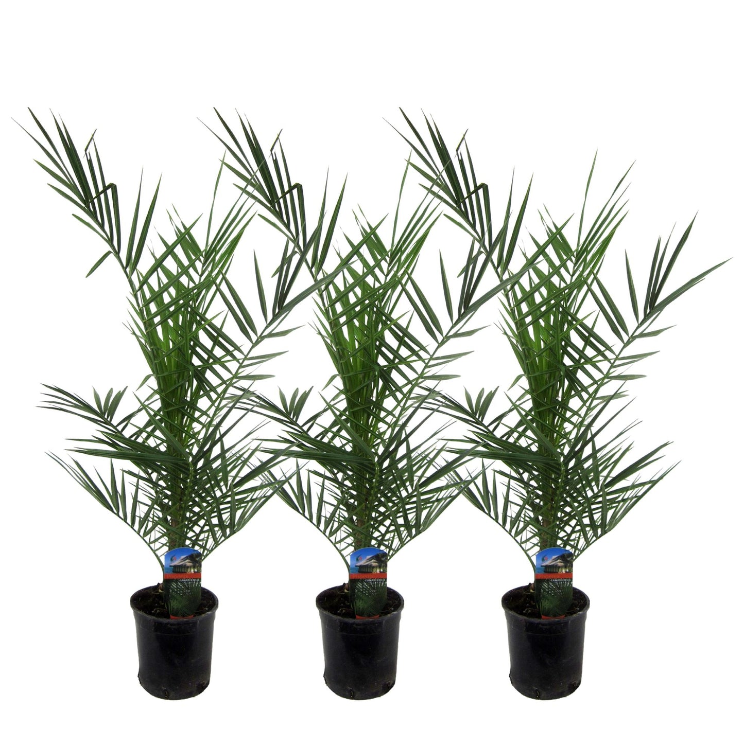 3x Phoenix Canariensis – Kanarische Dattelpalme 80 cm Ø15