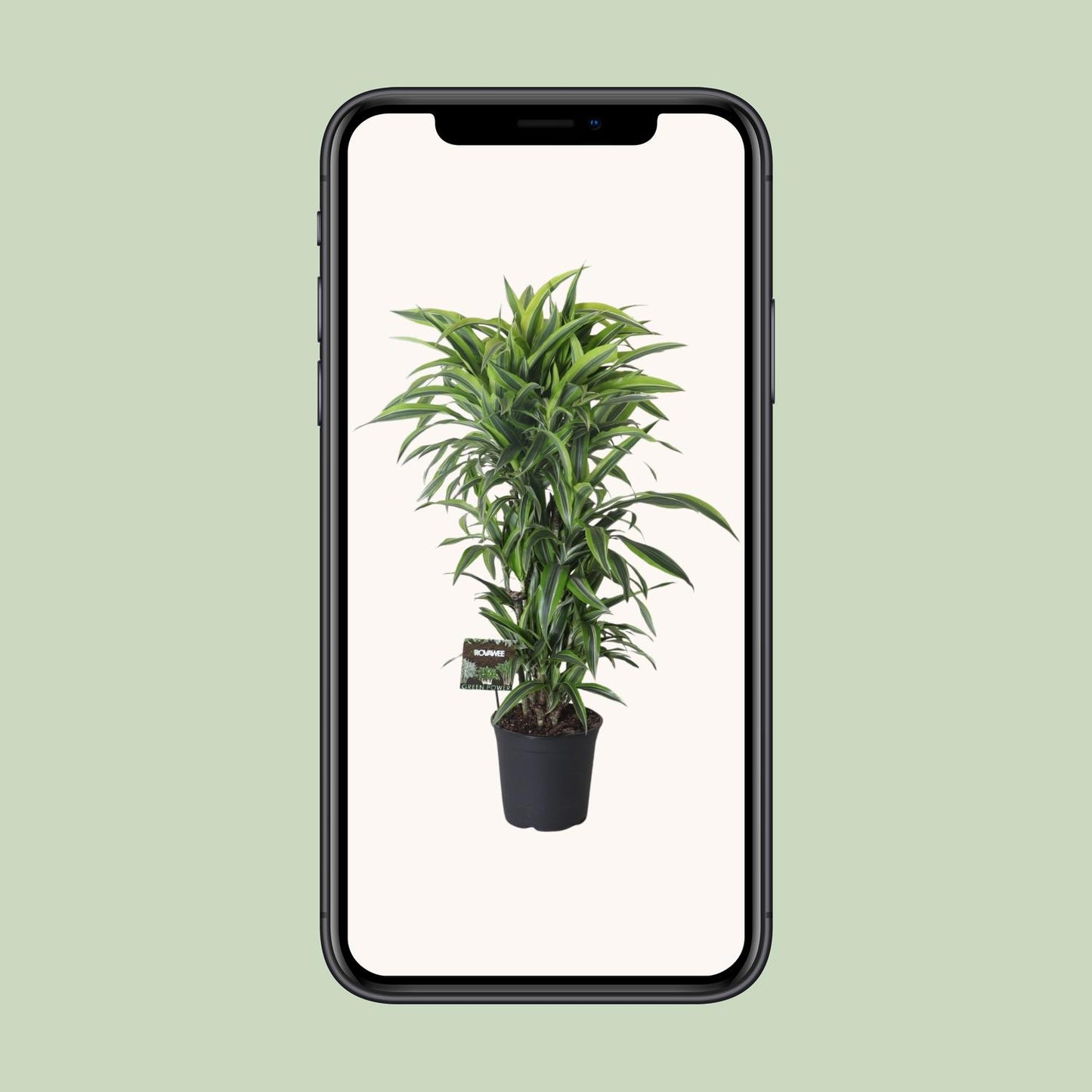 Dracaena Fragrans Lemon Lime Vertakt – pflegeleichter Drachenbaum Ø27cm