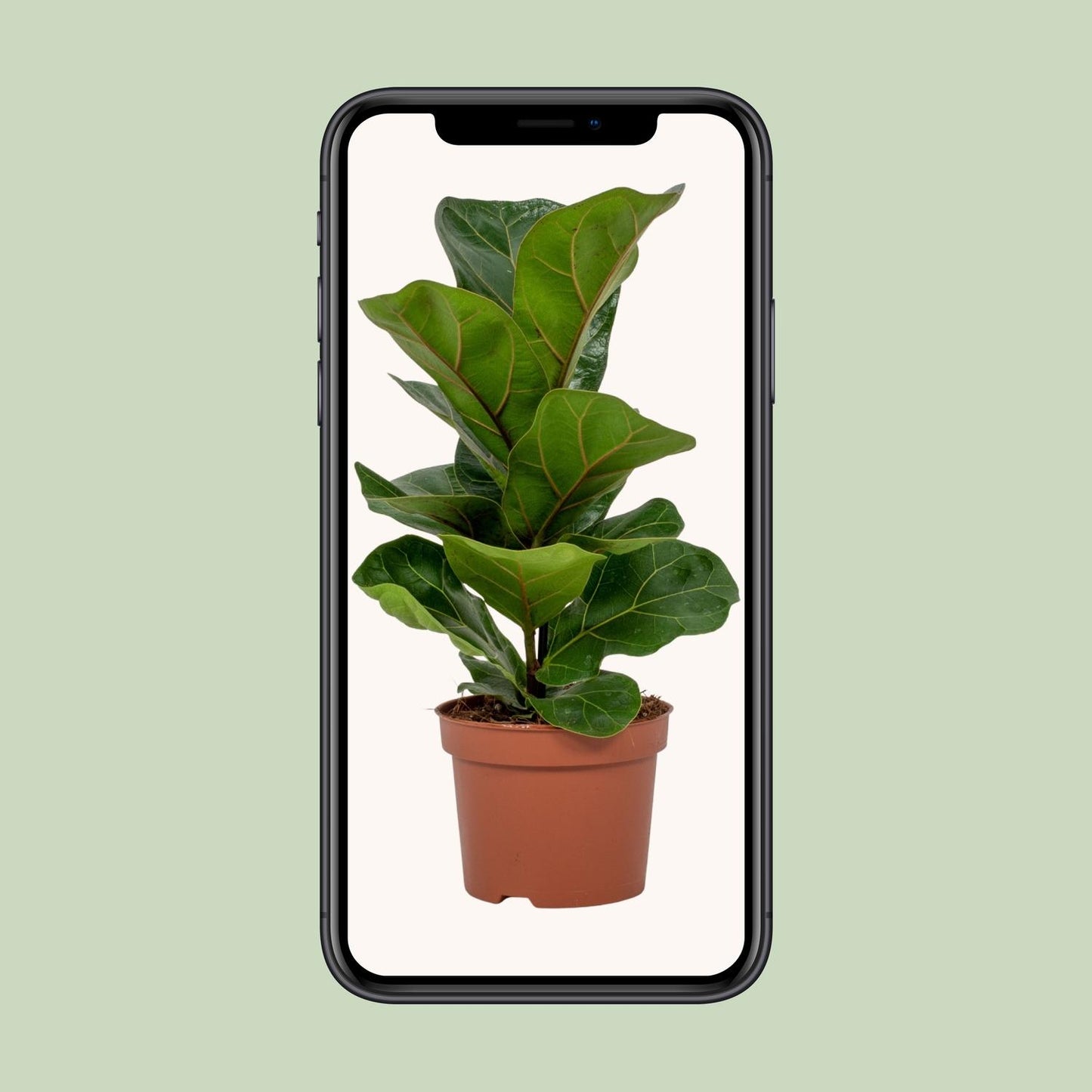 Ficus Lyrata – Geigenfeige Ø12cm, ca. 30cm hoch