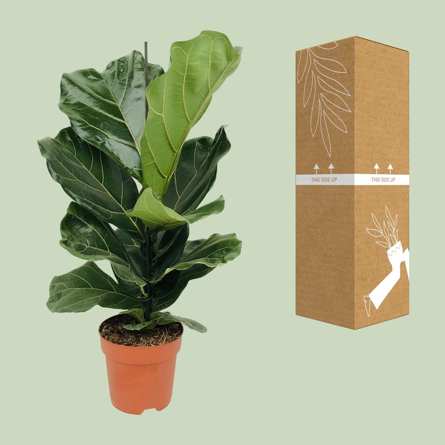 Ficus Lyrata (Geigenfeige) – Ø17cm Topf, ca. 75cm hoch